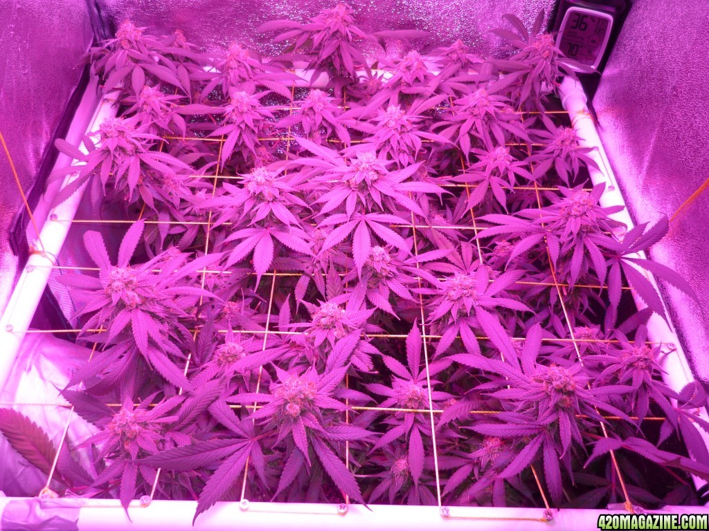 Bay 11 Clones April 13th Day 56 Bloom