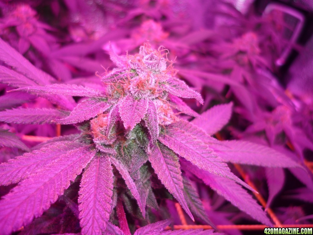 Bay 11 Clones April 13th Day 56 Bloom