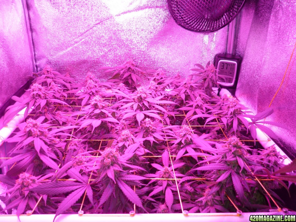 Bay 11 Clones April 14th Day 57 Bloom