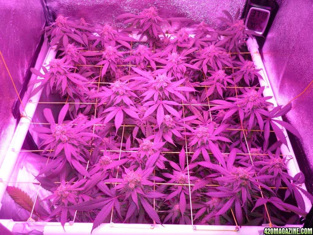 Bay 11 Clones April 14th Day 57 Bloom