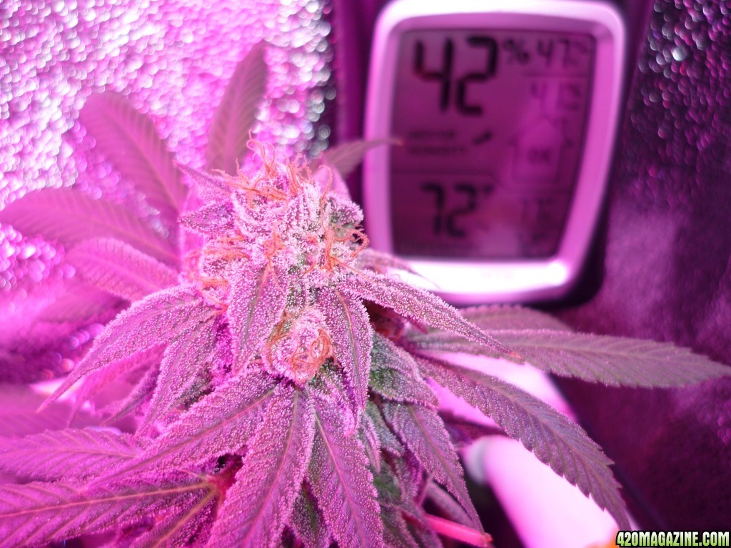 Bay 11 Clones April 23rd Day 66 Bloom