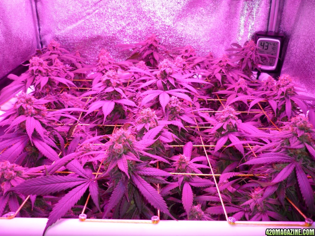 Bay 11 Clones April 24th Day 67 Bloom