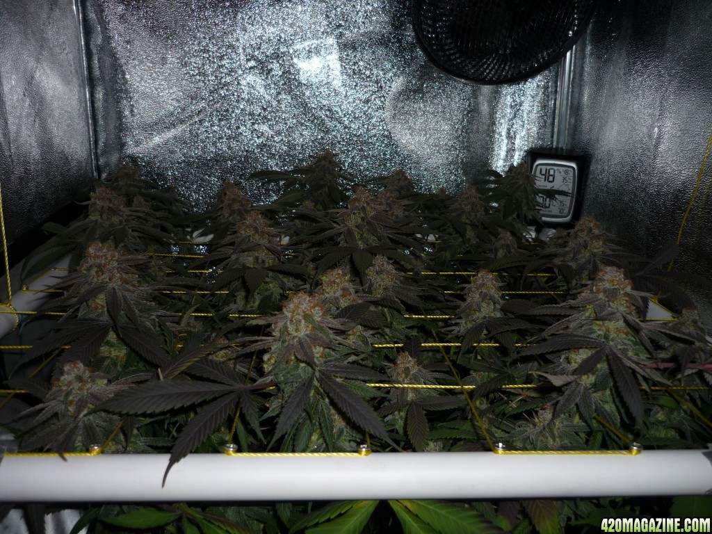 Bay 11 Clones April 25th Day 68 Bloom/Harvest