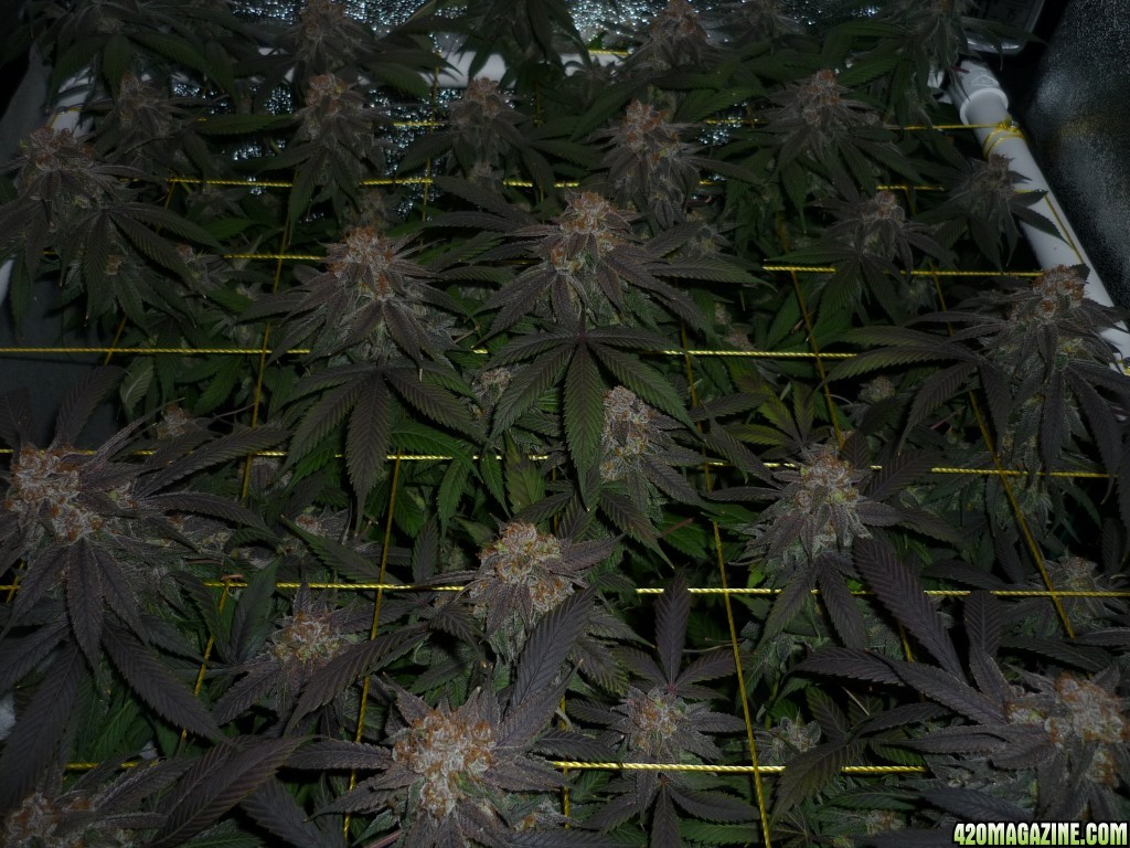 Bay 11 Clones April 25th Day 68 Bloom/Harvest