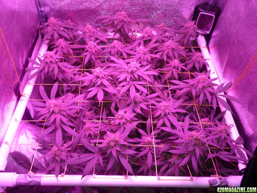 Bay 11 Clones April 5th Day 48 Bloom