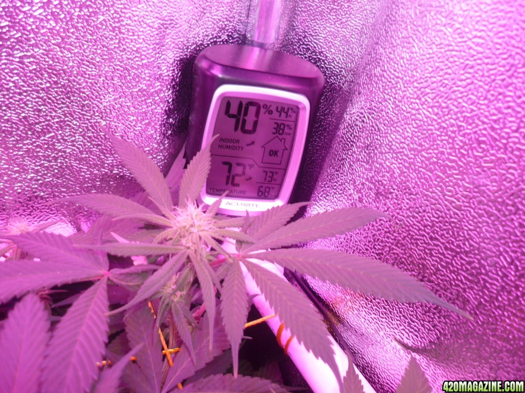 Bay 11 Clones Day 20 Bloom