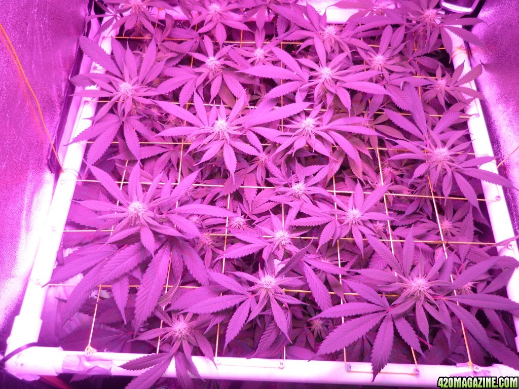 Bay 11 Clones Day 20 Bloom