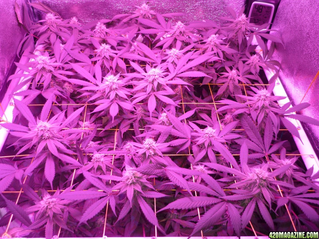 Bay 11 Clones Day 30 Bloom