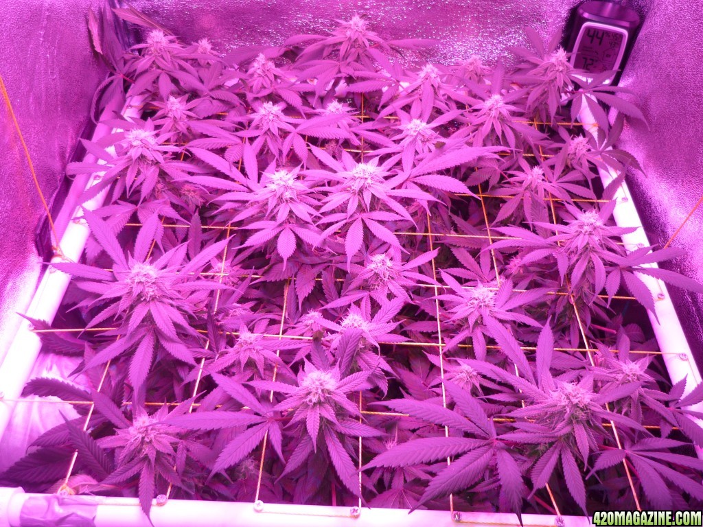 Bay 11 Clones Day 32 Bloom