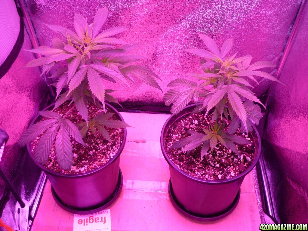 Bay 11 Clones Day 6-10