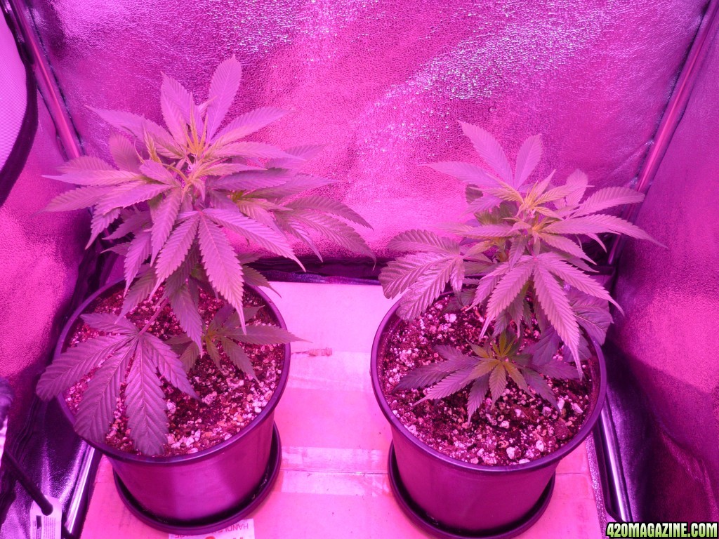 Bay 11 Clones Day 6-10