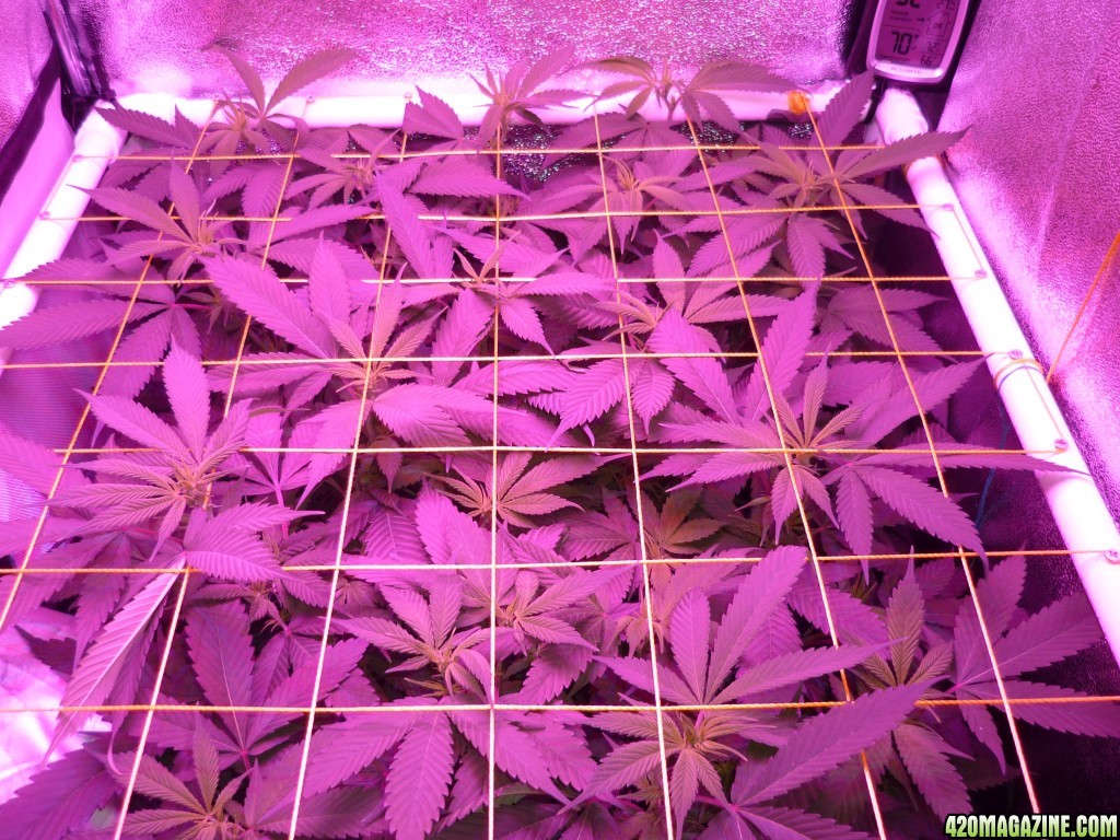 Bay 11 Clones Feb 24th Day 8 Bloom