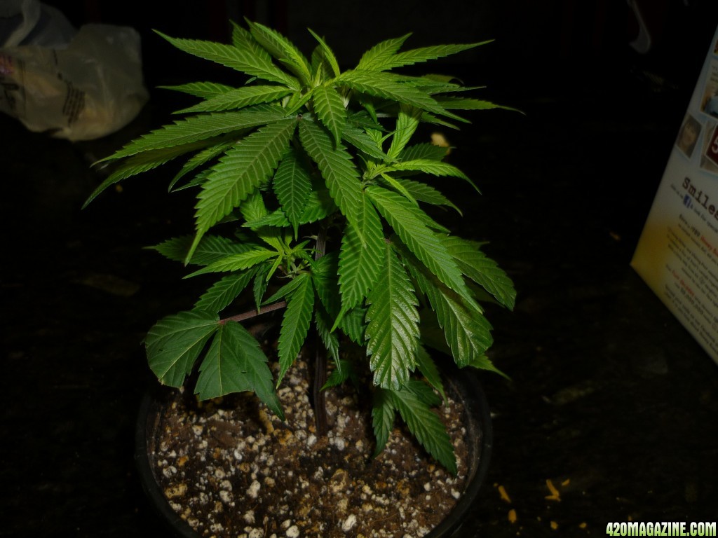 Bay 11 Clones Jan 22nd