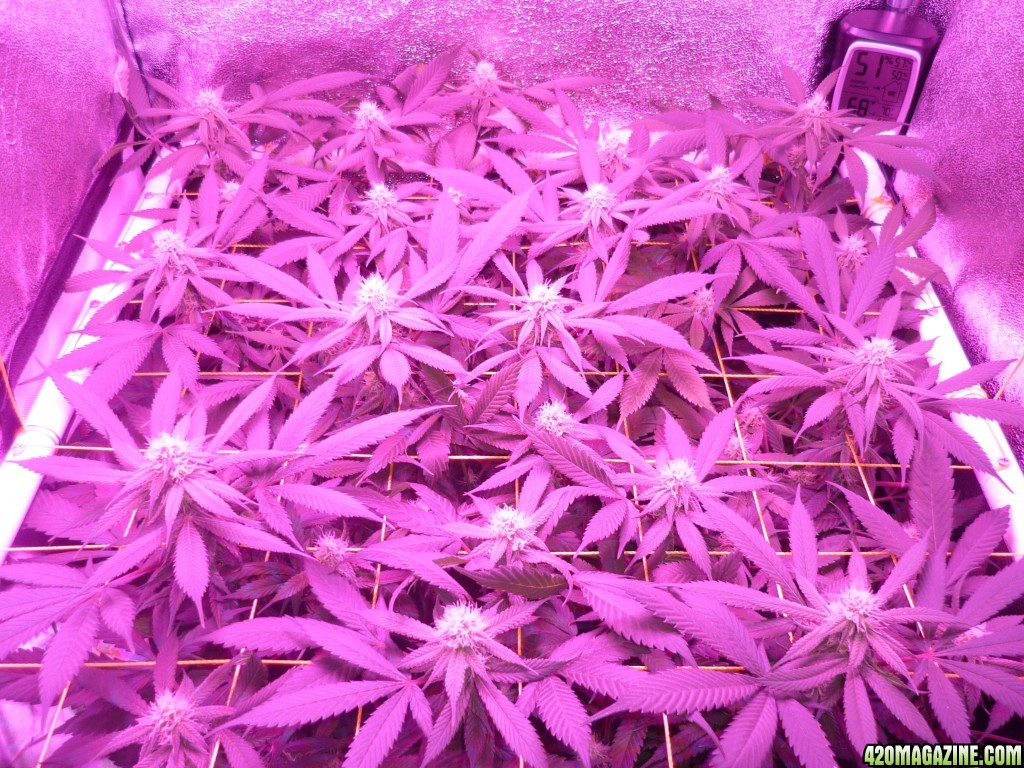 Bay 11 Clones March 12th Day 24 Bloom