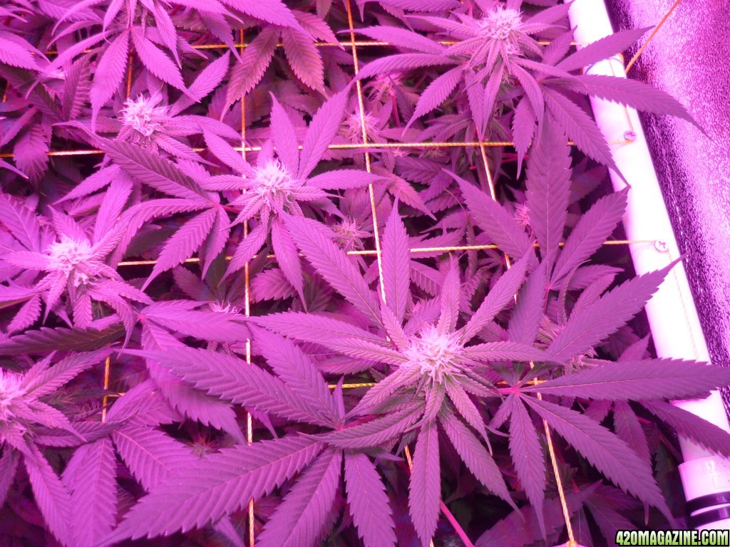 Bay 11 Clones March 12th Day 24 Bloom