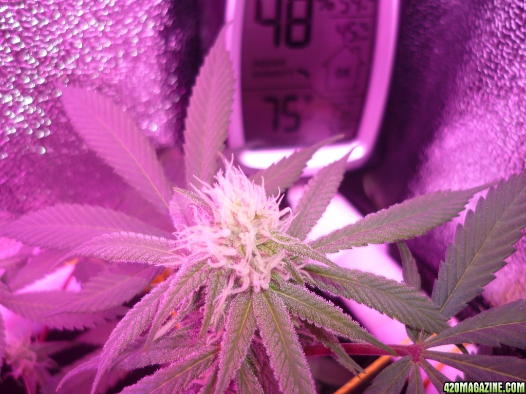 Bay 11 Clones March 14th Day 26 Bloom