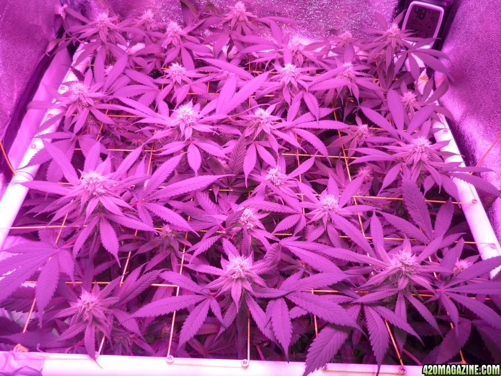 Bay 11 Clones March 14th Day 26 Bloom