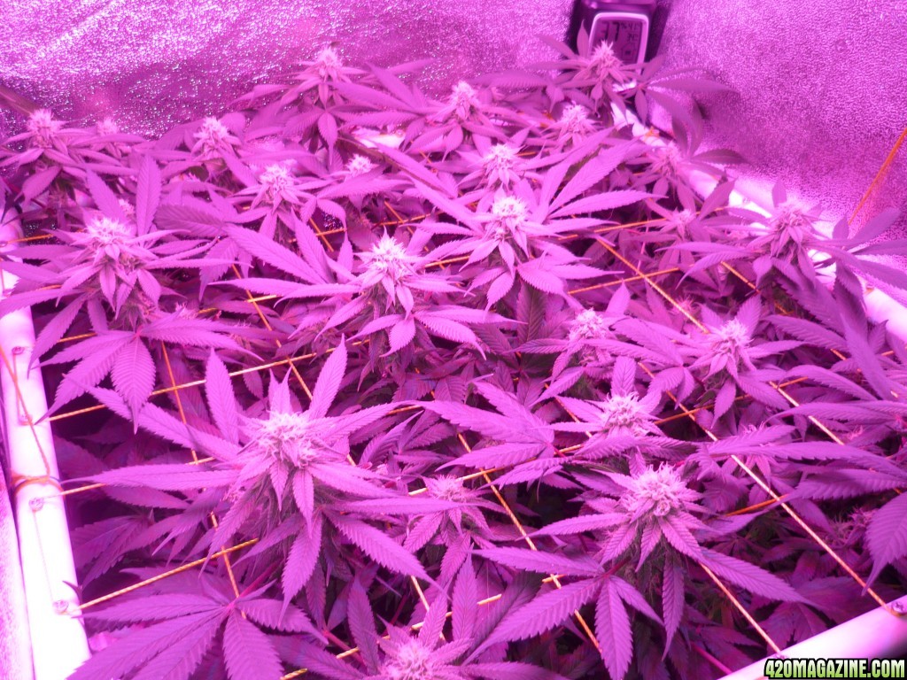 Bay 11 Clones March 16th Day 28 Bloom