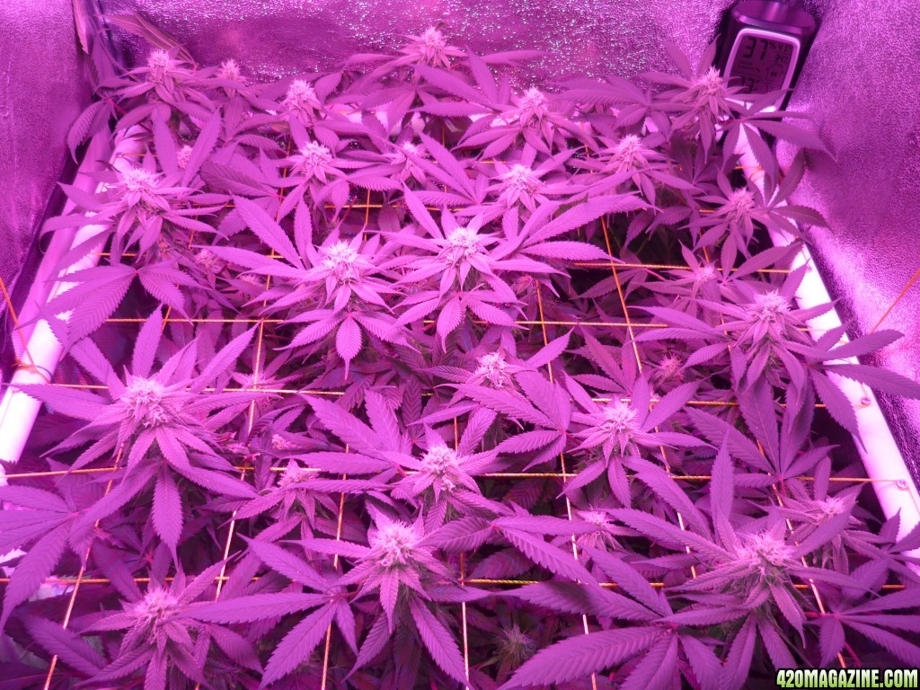 Bay 11 Clones March 16th Day 28 Bloom