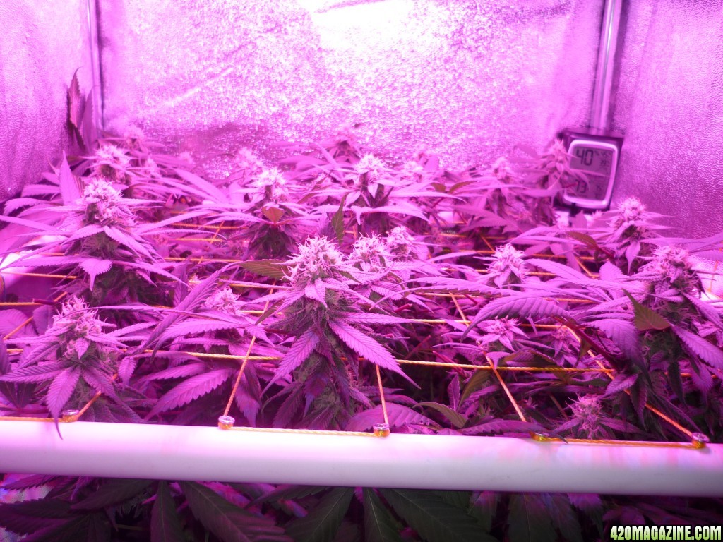 Bay 11 Clones March 22nd Day 34 Flower