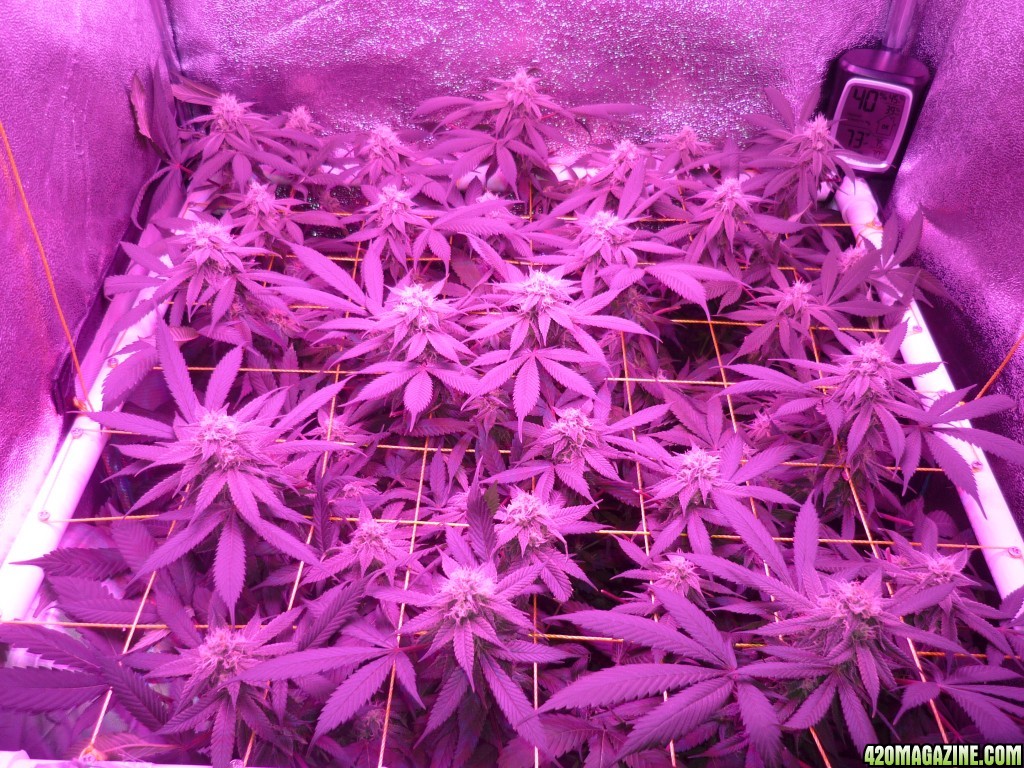 Bay 11 Clones March 22nd Day 34 Flower