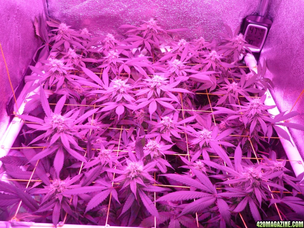 Bay 11 Clones March 23rd Day 35 Flower