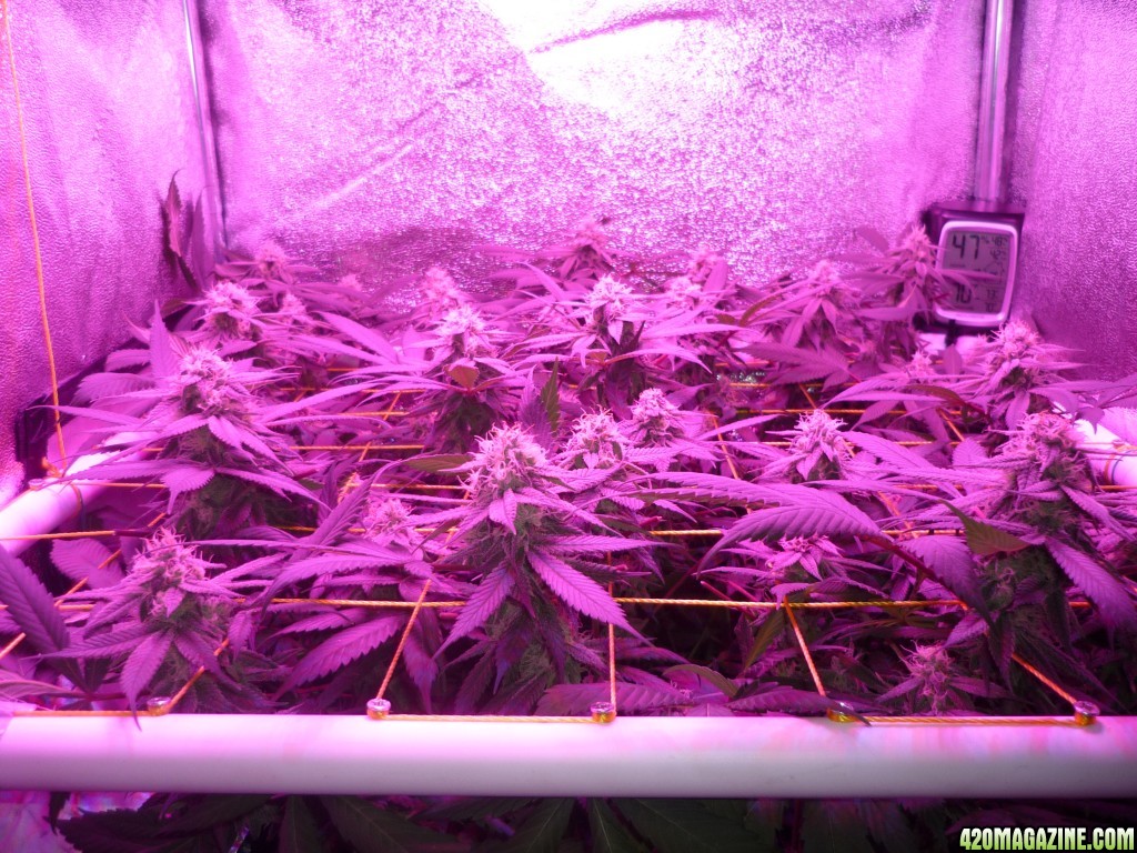 Bay 11 Clones March 23rd Day 35 Flower