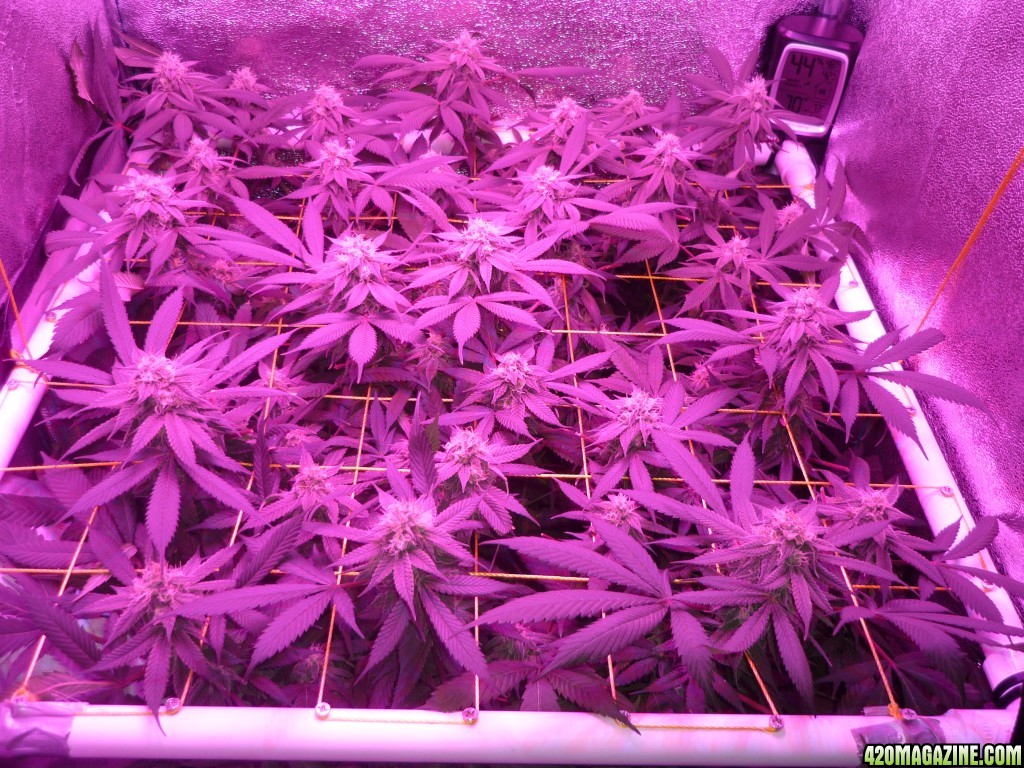 Bay 11 Clones March 24th Day 36 Flower