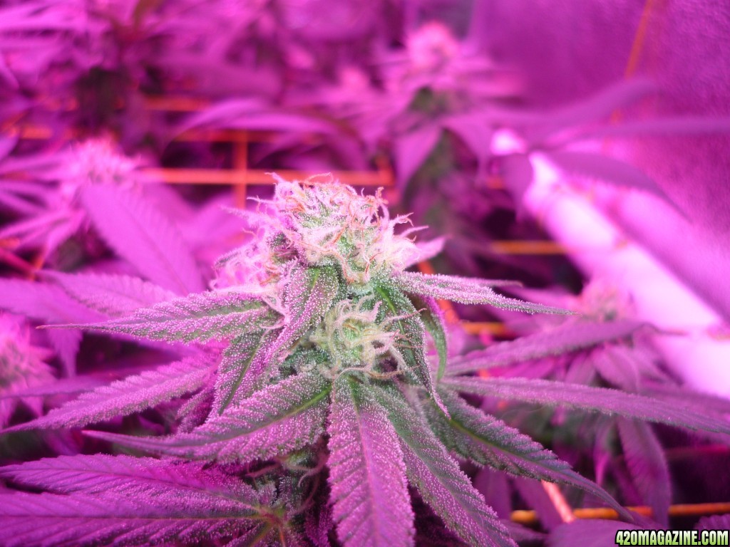 Bay 11 Clones March 24th Day 36 Flower