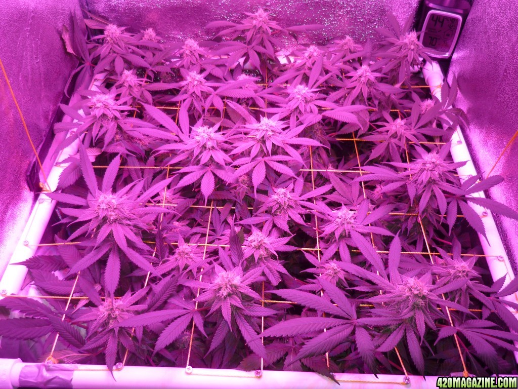 Bay 11 Clones March 24th Day 36 Flower