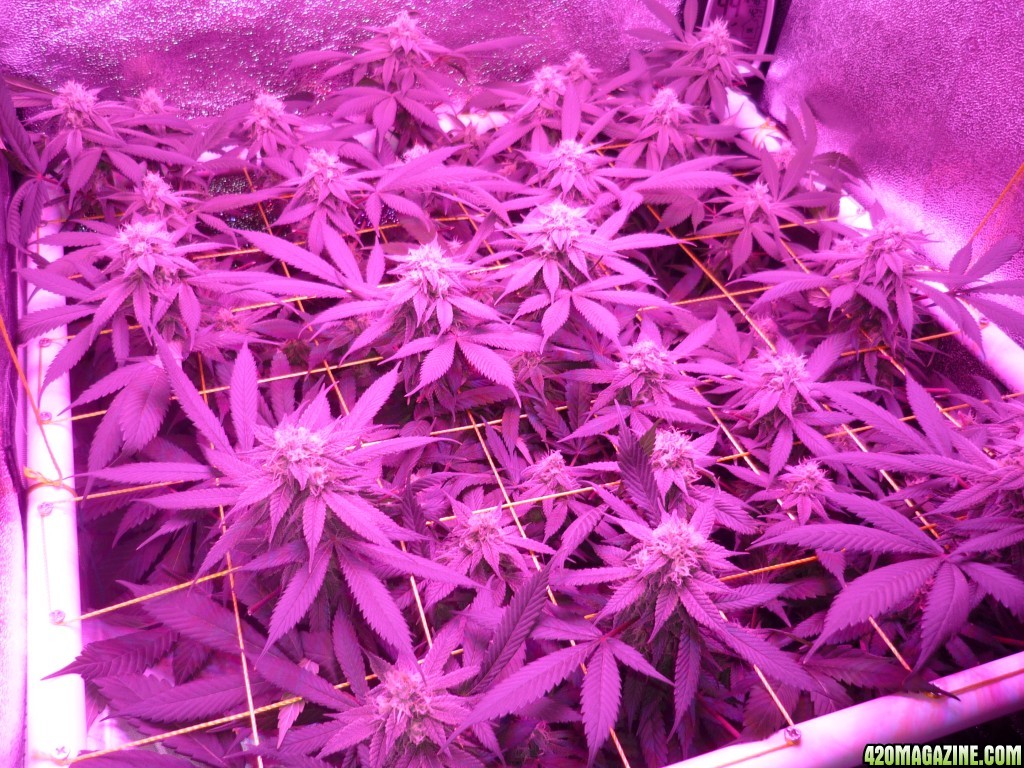 Bay 11 Clones March 24th Day 36 Flower