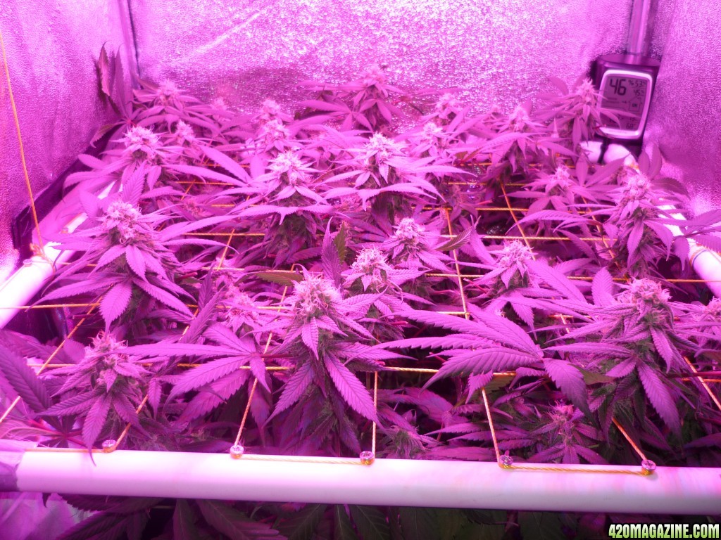 Bay 11 Clones March 25th Day 37 Flower