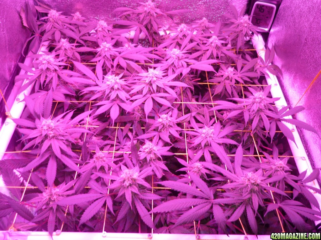 Bay 11 Clones March 25th Day 37 Flower