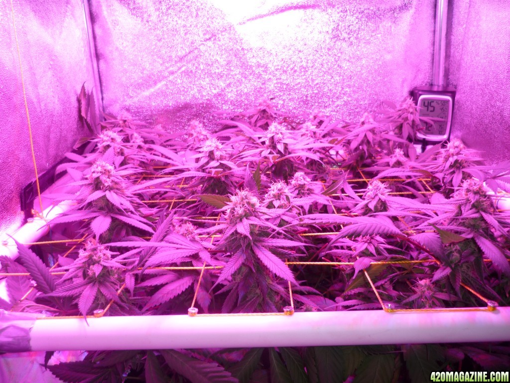 Bay 11 Clones March 26th Day 38 Flower