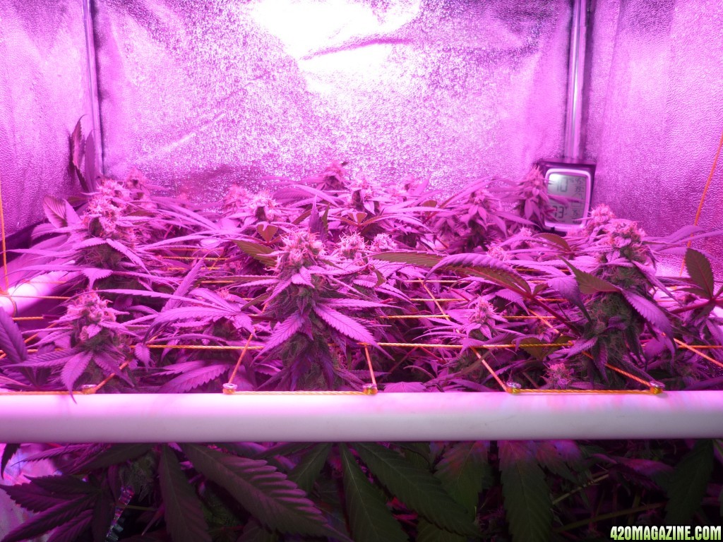 Bay 11 Clones March 28th Day 40 Flower