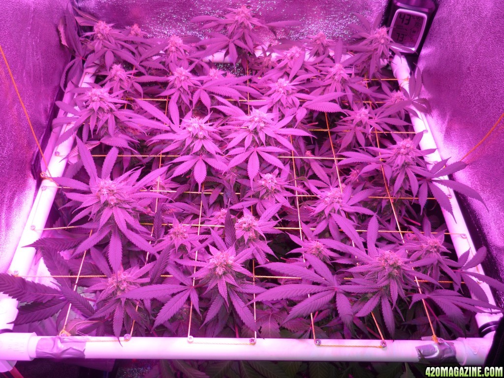 Bay 11 Clones March 28th Day 40 Flower