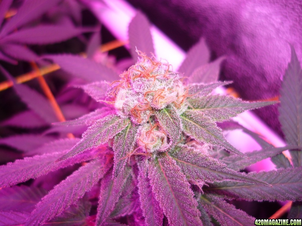 Bay 11 Clones March 29th Day 41 Bloom