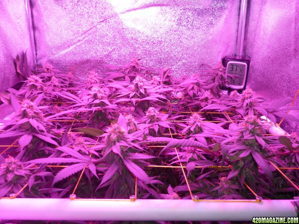 Bay 11 Clones March 29th Day 41 Bloom