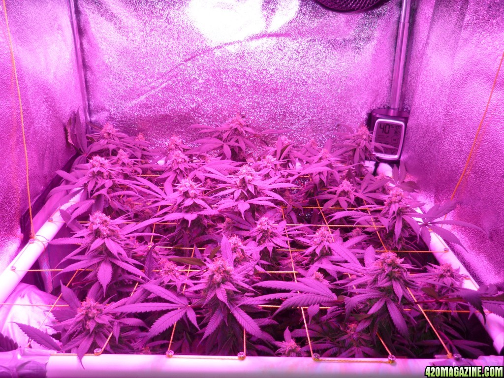 Bay 11 Clones March 30th Day 42 Bloom