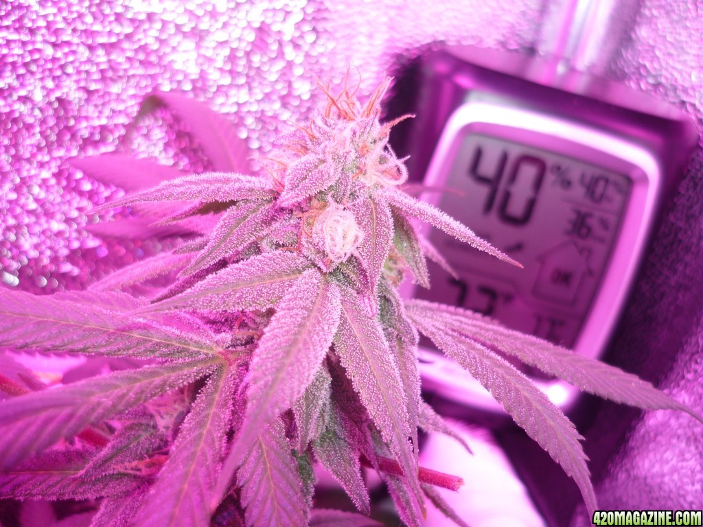 Bay 11 Clones March 30th Day 42 Bloom