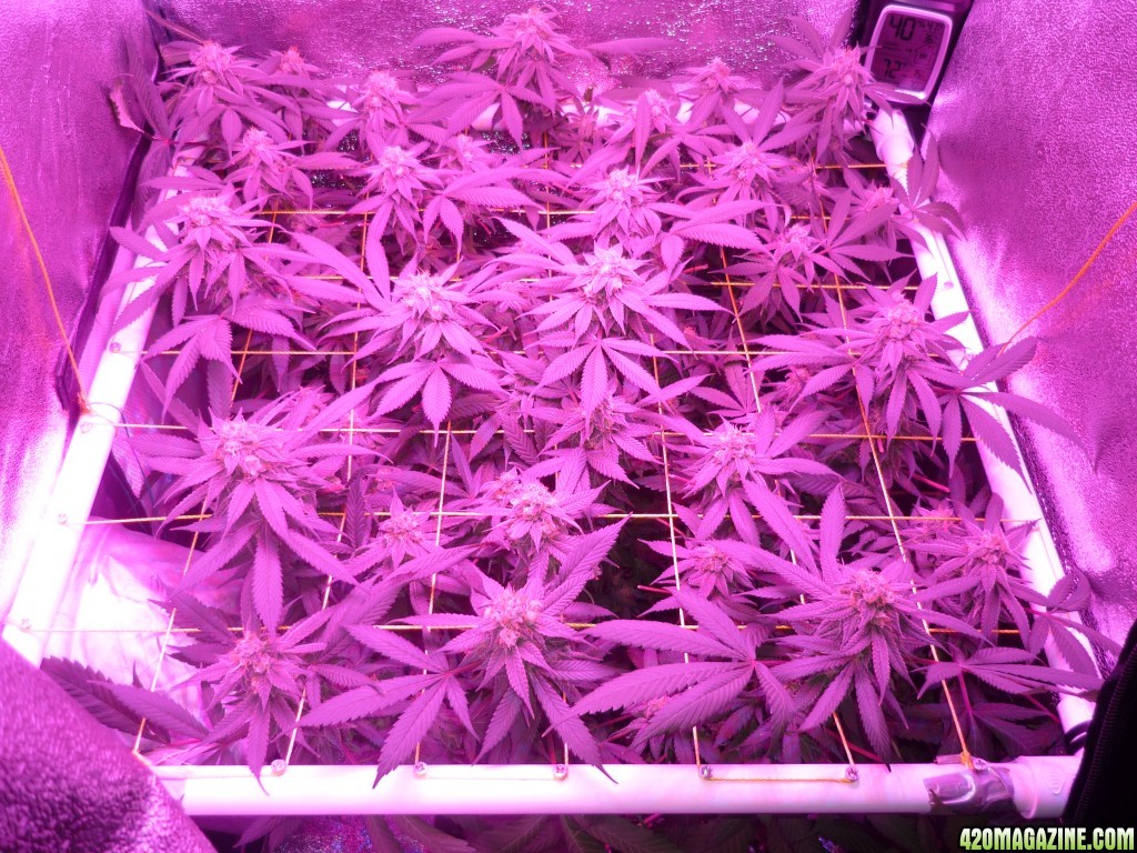 Bay 11 Clones March 31st Day 43 Bloom