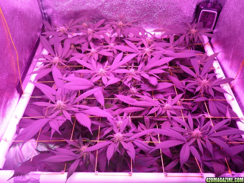 Bay 11 Clones March 6th Day 18 Bloom