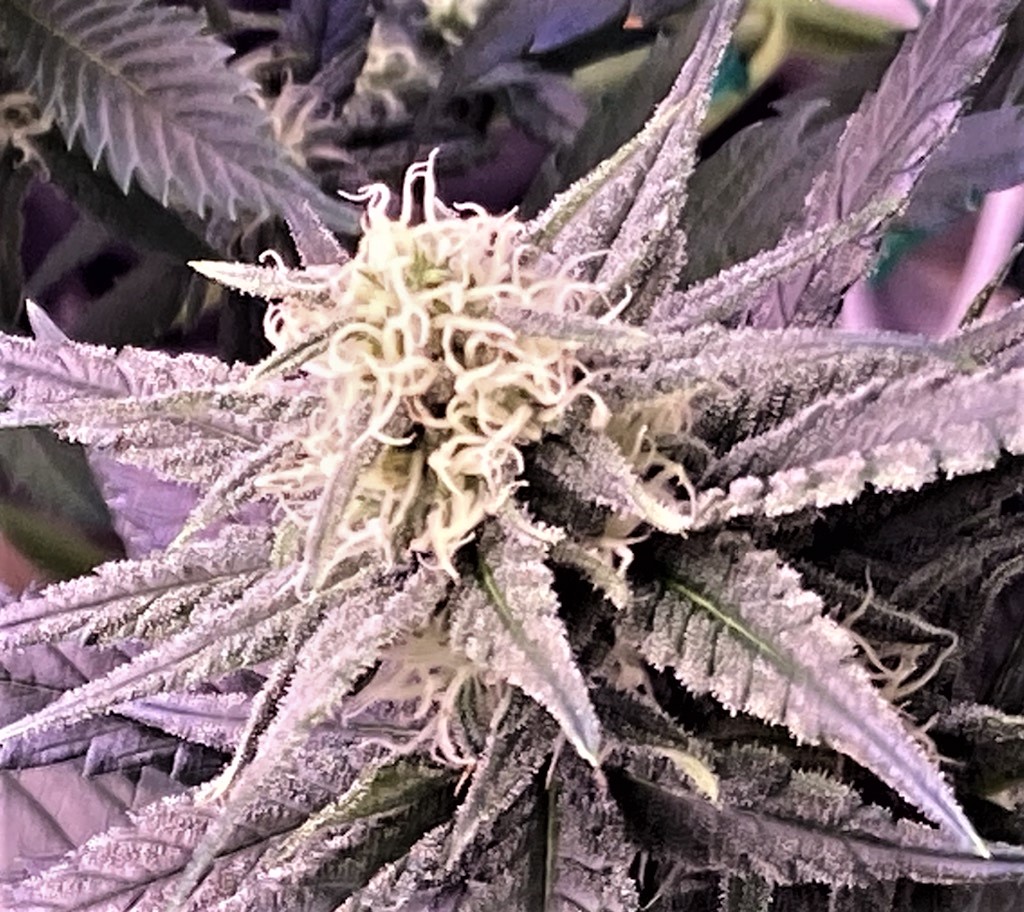 BB coco lower bud closeup.jpg