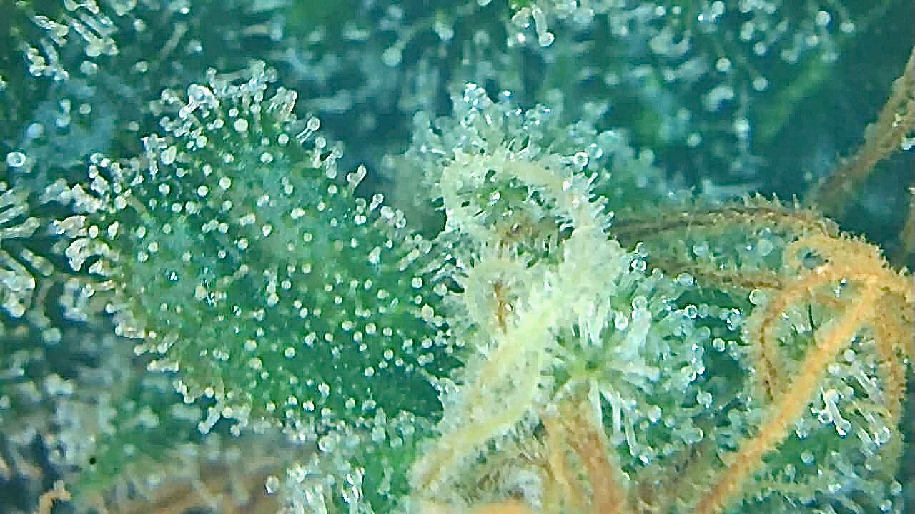 BB trichome 1.jpg