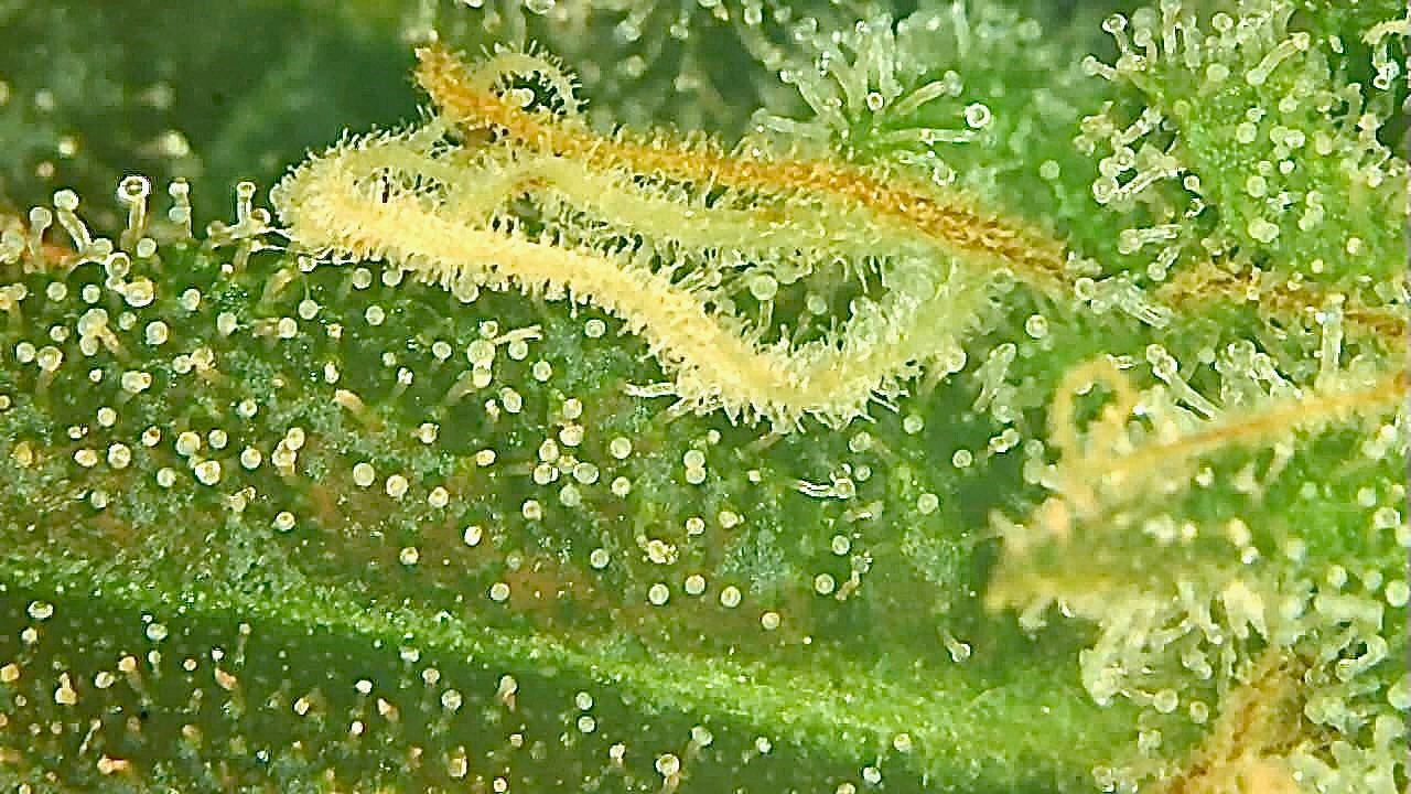 BB trichome 2.jpg