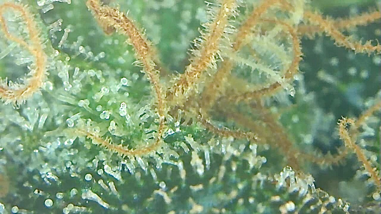 BB trichome 3.jpg