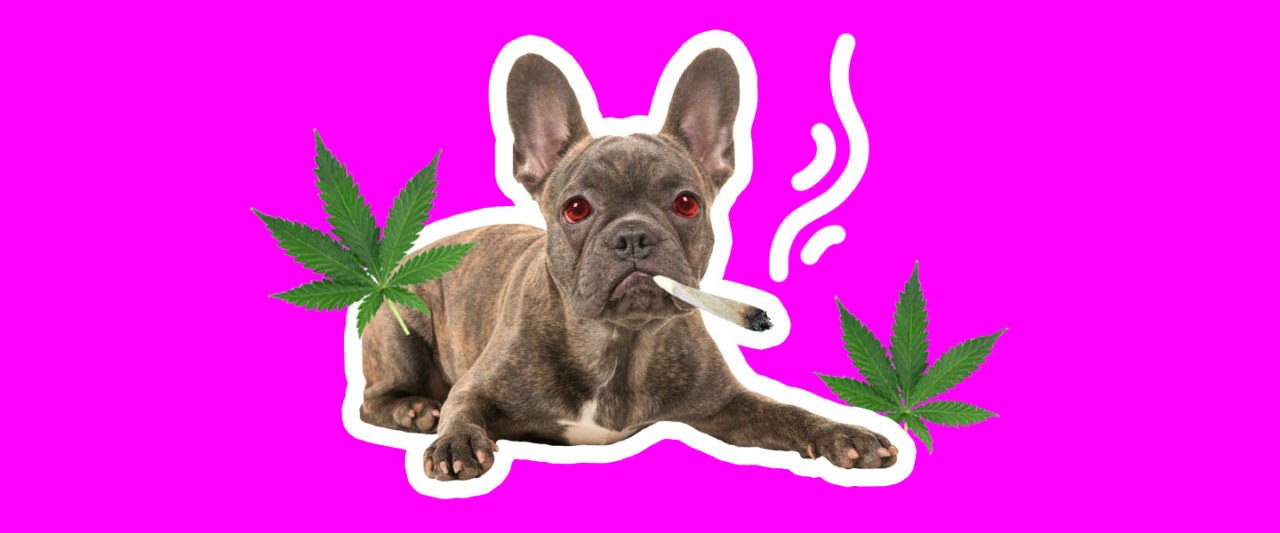 BB_Dog_Smoke-1280x533.jpg