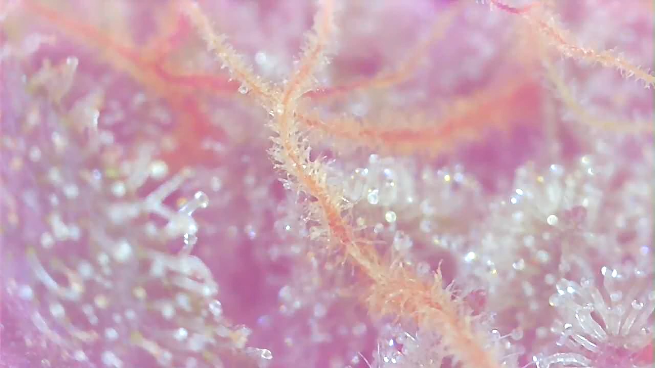 BBa1-e- Trichomes-1.jpeg