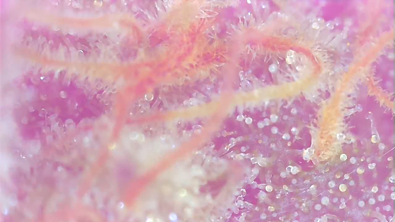 BBA1-f- Trichomes-2.jpeg