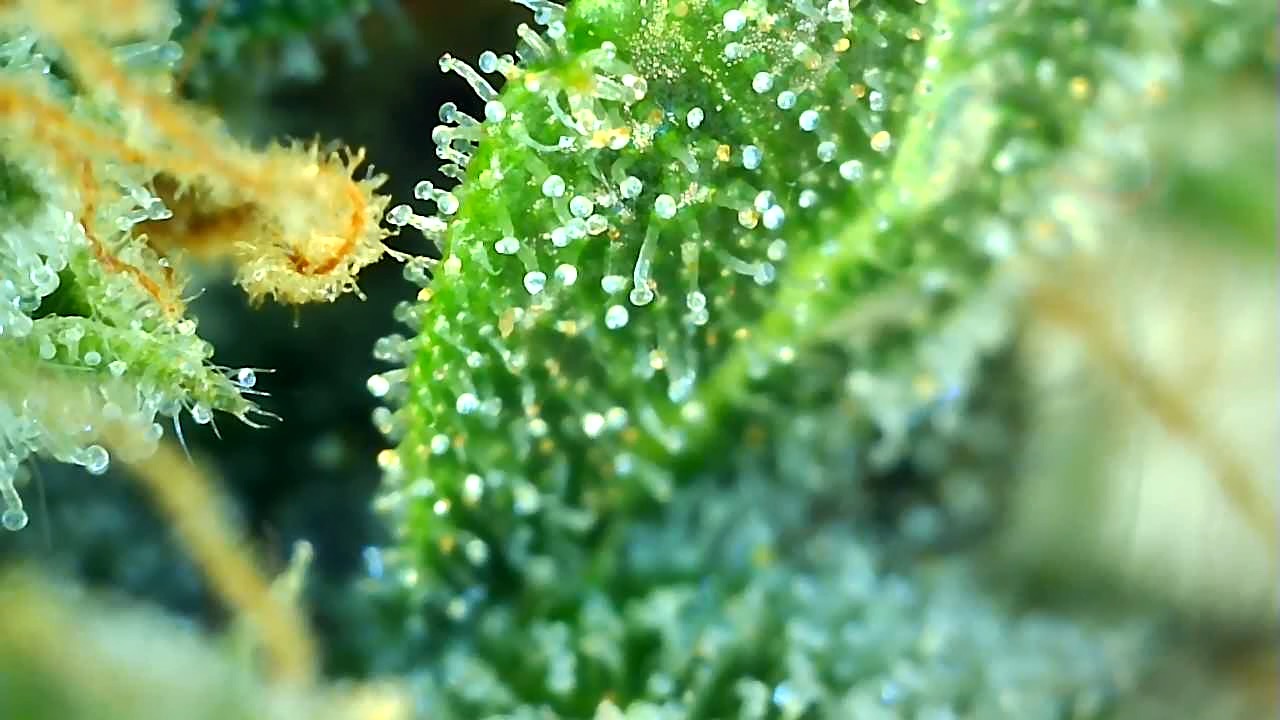 BBa1 - Trichomes.jpeg